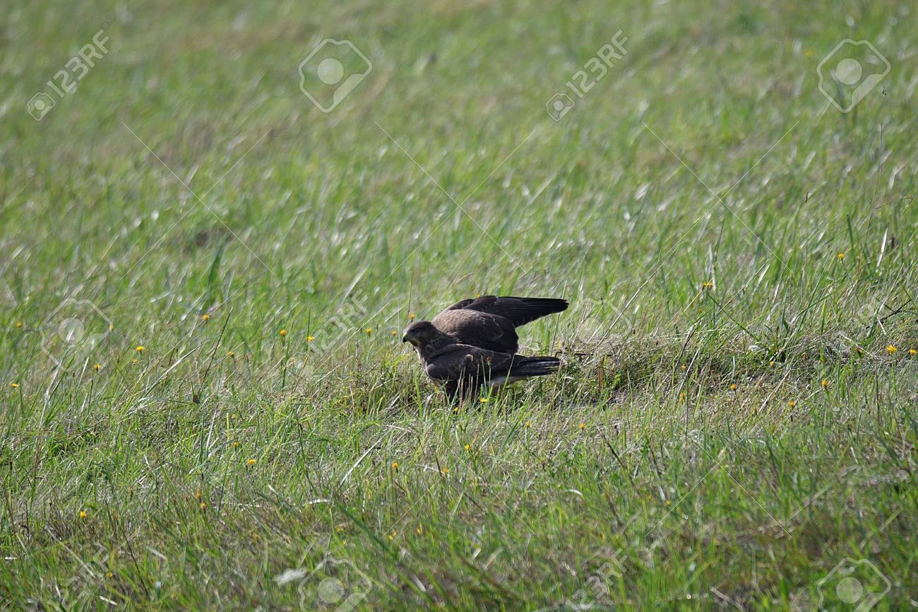 predatory bird hawk hunting