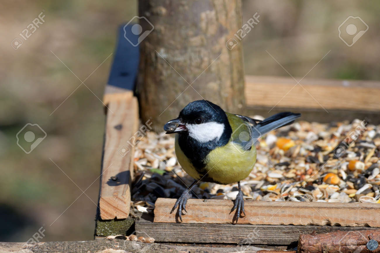 Portriat of great titmouse sitting and eating on the feeder rack in sunny spring - 170153623 Portriat of great titmouse sitting and eating on the feeder rack in sunny spring - 170153623