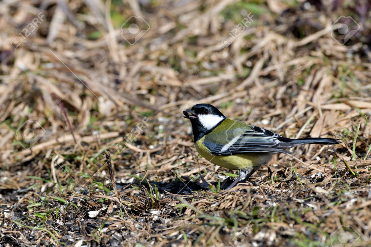 The great tit walks on the grass and eats sunflower seeds fallen from the feed - 170153626 The great tit walks on the grass and eats sunflower seeds fallen from the feed - 170153626