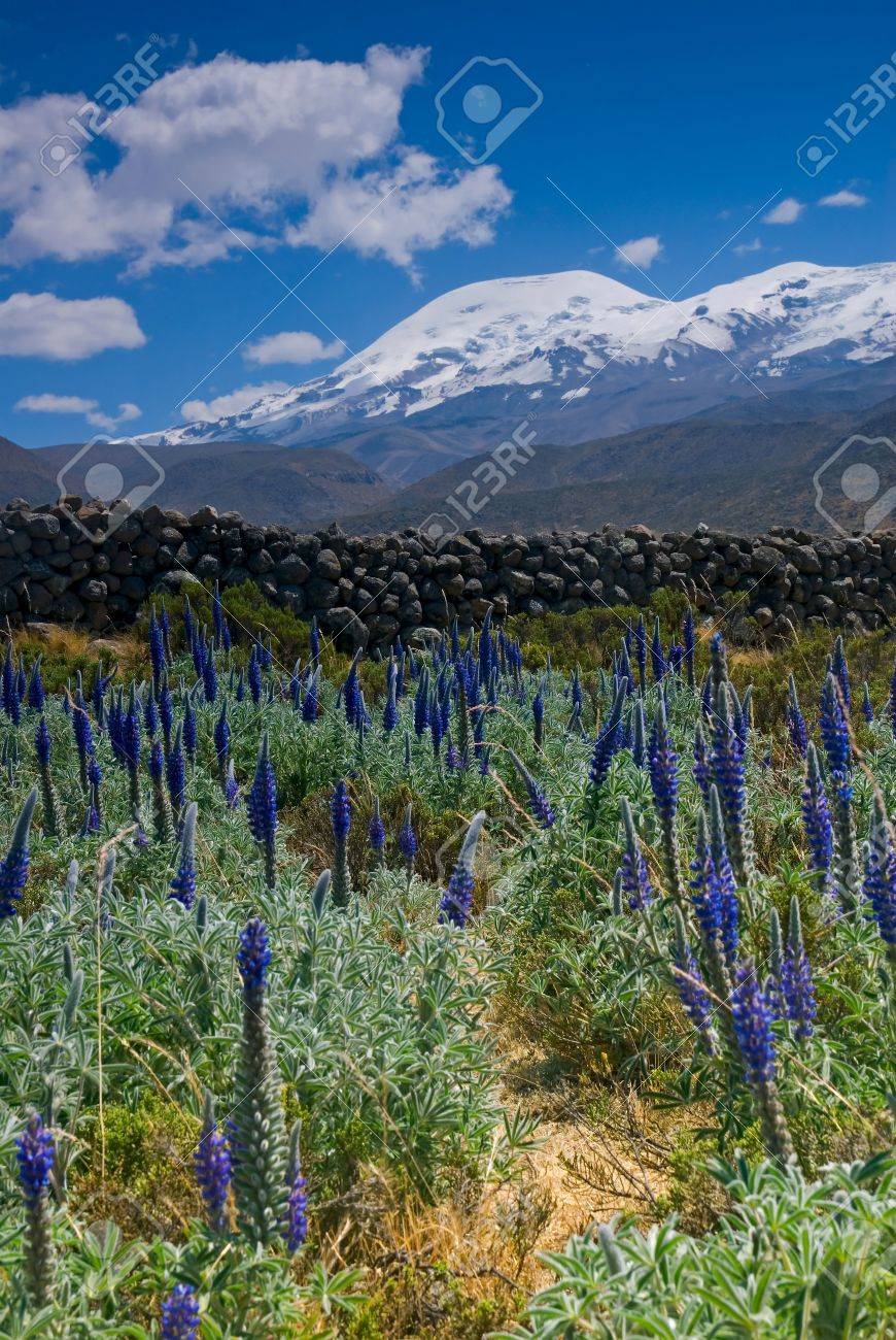 andean flowers peru coropuna mountain stock photo picture and