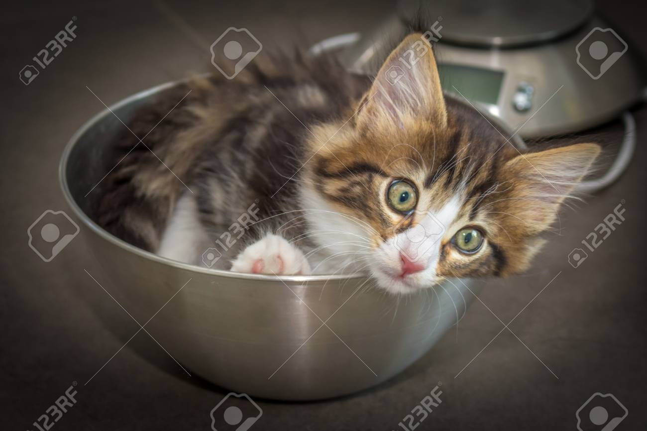 kitchen kitten