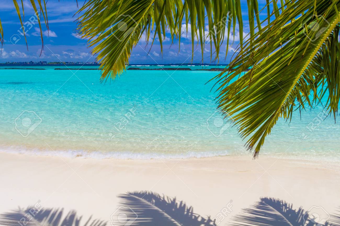 Feuilles De Cocotier En Face De La Plage De Rêve Sur Une île Aux Maldives