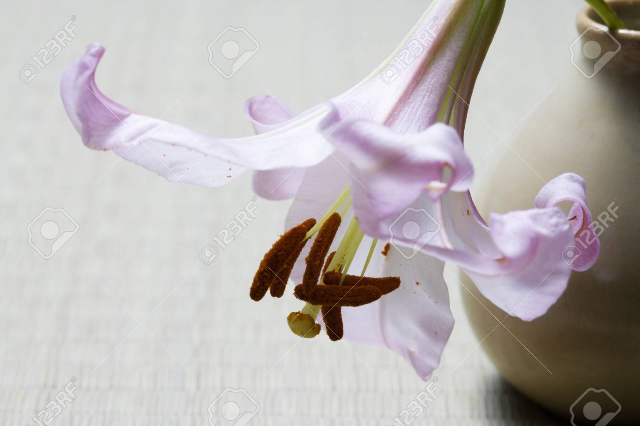 シソーラス の写真素材 画像素材 Image