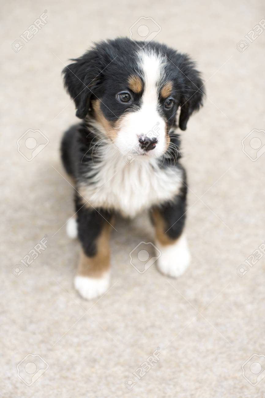 Hundchen Lizenzfreie Fotos Bilder Und Stock Fotografie Image 49419518