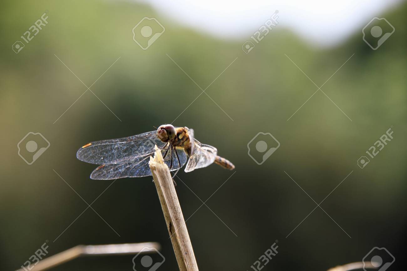 etiam-dictum-ipsum-a-felis