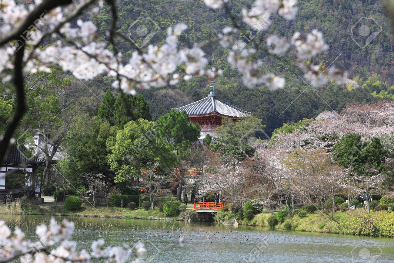 大沢池と桜 の写真素材・画像素材. Image 46346798.