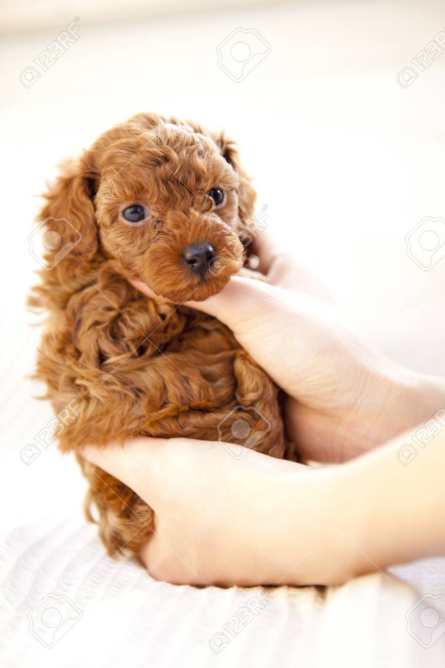 Caniche De Juguete Del Bebe Que Esta Abrazado Por La Gente Fotos Retratos Imagenes Y Fotografia De Archivo Libres De Derecho Image