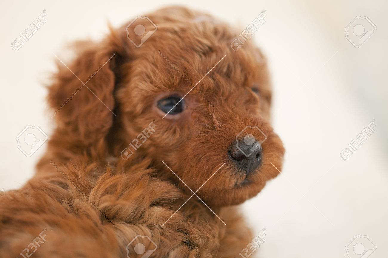 Bebes Caniche De Juguete Fotos Retratos Imagenes Y Fotografia De Archivo Libres De Derecho Image