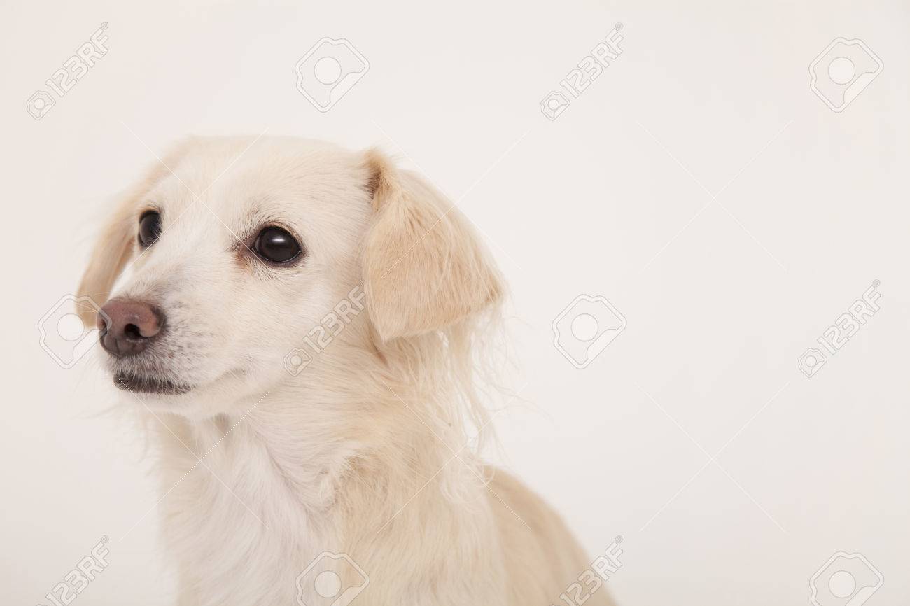 チワワとミニチュアダックスフンドのミックス犬 の写真素材 画像素材 Image