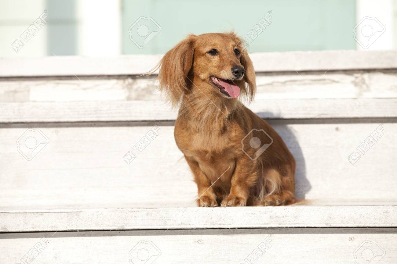 miniature dachshund stairs
