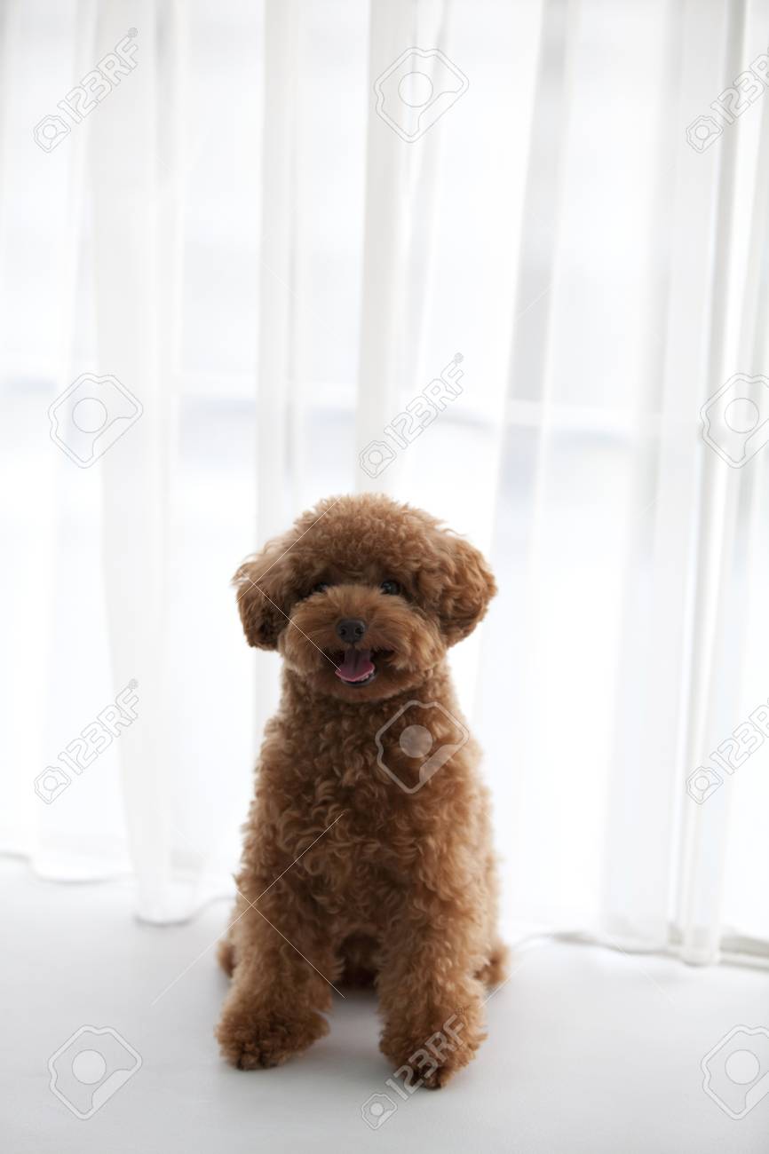 toy poodle al