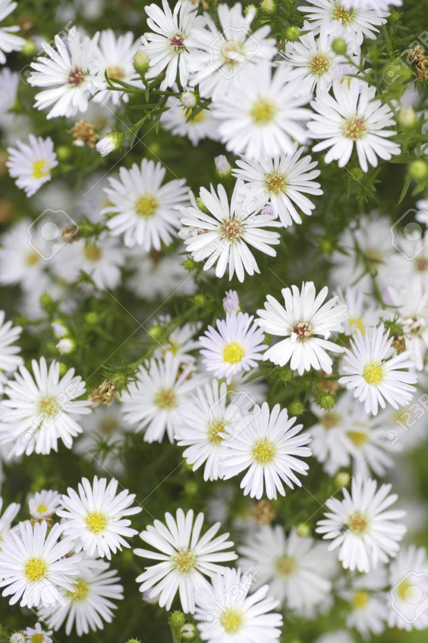 Bloom In The Garden White Peacock Grass Flower Stock Photo ...