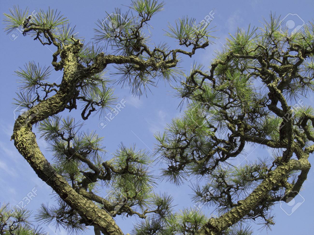 剪定松の木の形 の写真素材 画像素材 Image