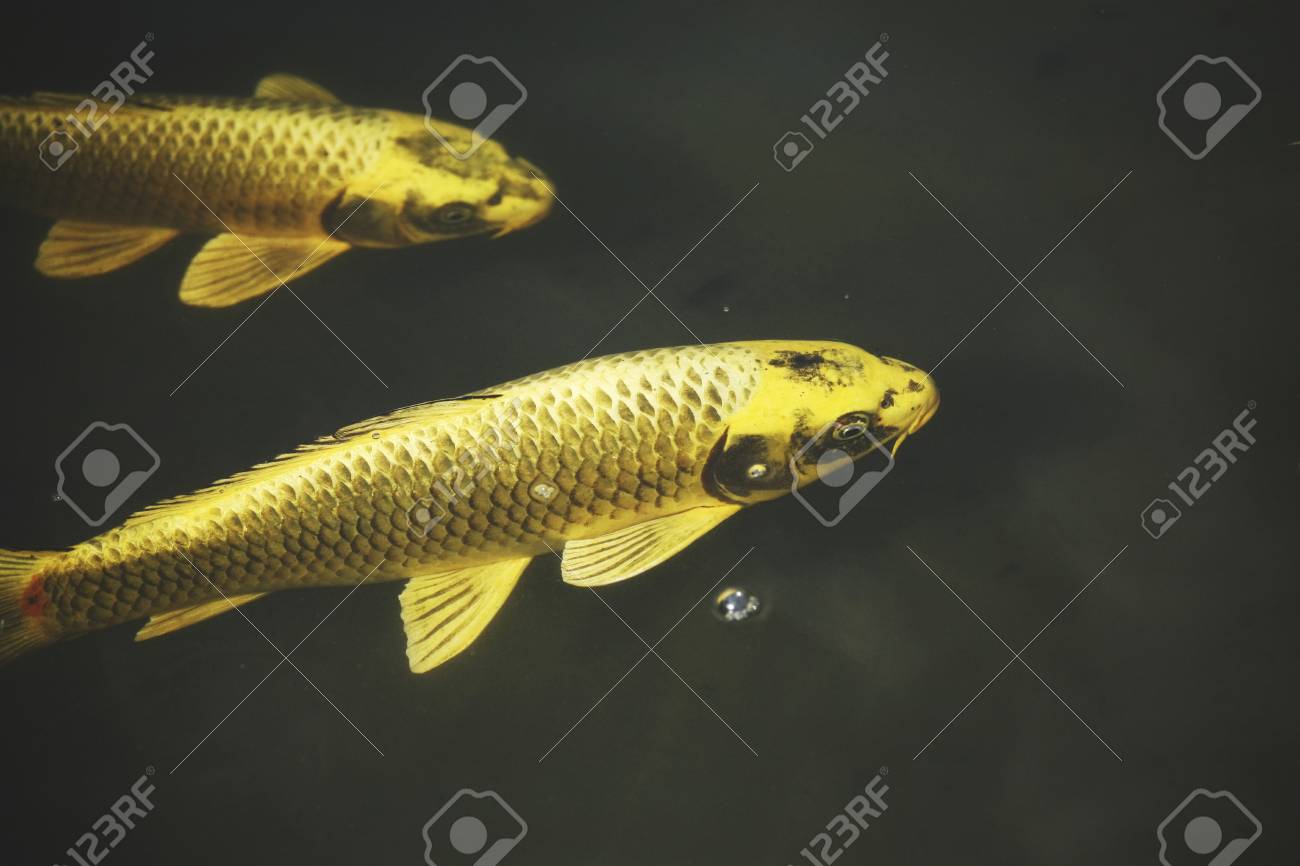 비단 잉어 로열티 무료 사진, 그림, 이미지 그리고 스톡포토그래피. Image 42593583 비단 잉어