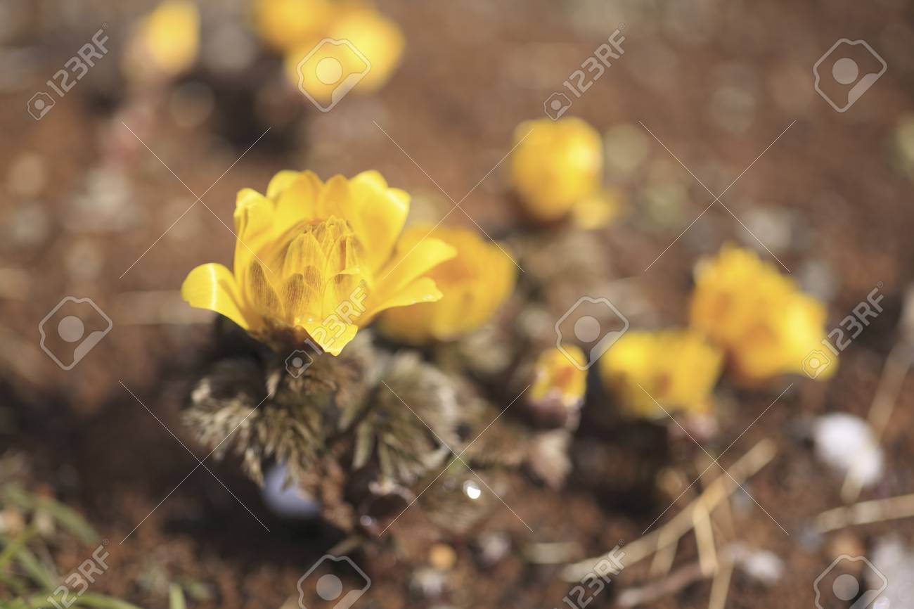 etiam-dictum-ipsum-a-felis