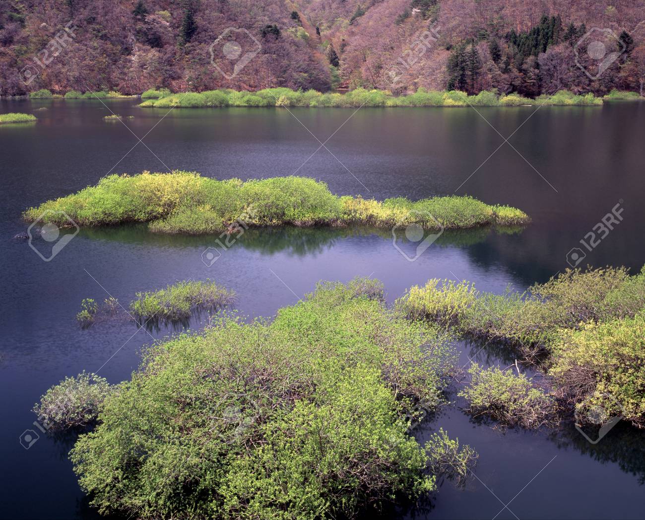 etiam-dictum-ipsum-a-felis