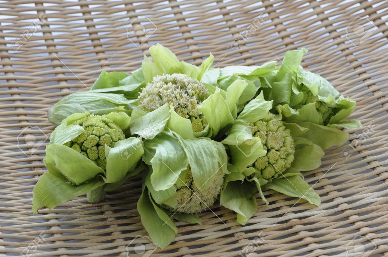 ザルでふきのとう の写真素材 画像素材 Image