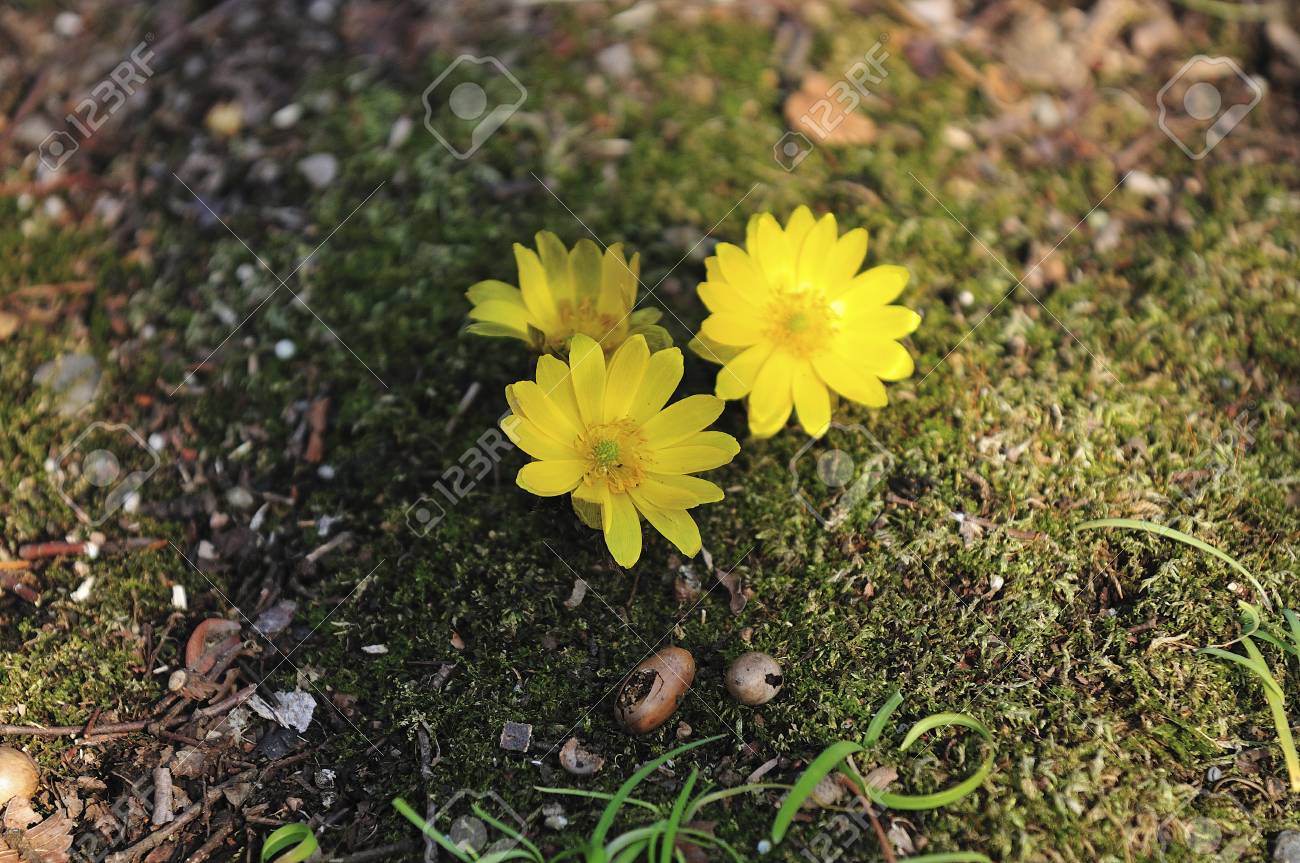 アドニス花クローズ アップ の写真素材 画像素材 Image