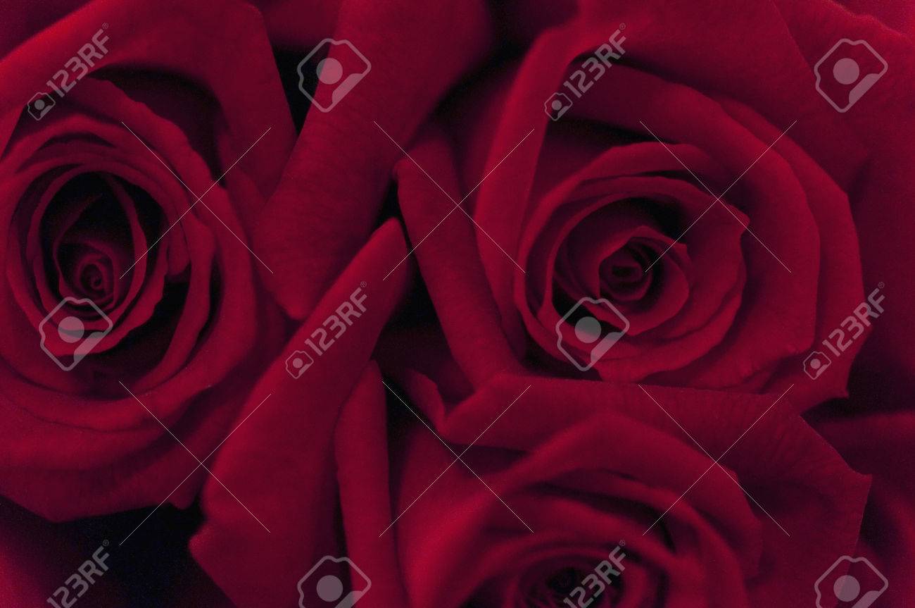 Crimson Roses Stock Photo Picture And Royalty Free Image Image