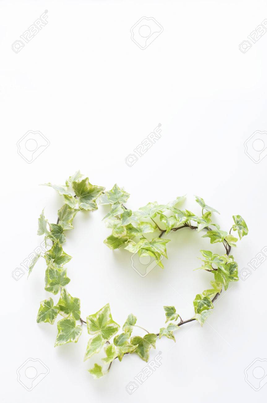 ハート型のアイビー の写真素材 画像素材 Image