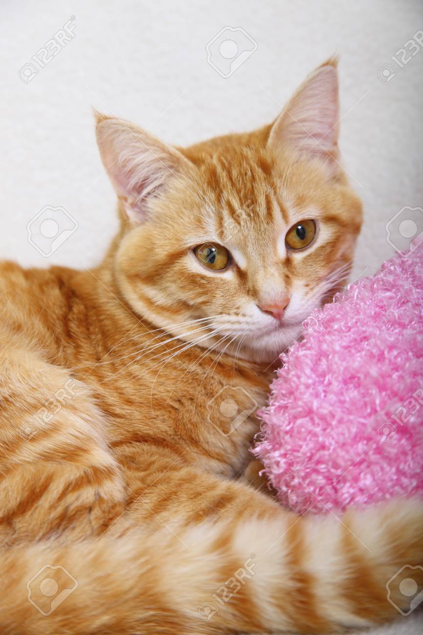 ソファでリラックスする猫 の写真素材 画像素材 Image ソファでリラックスする猫 の写真素材 画像素材 Image