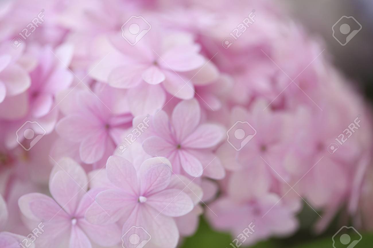 ピンクのアジサイの花 の写真素材 画像素材 Image ピンクのアジサイの花 の写真素材 画像素材 Image