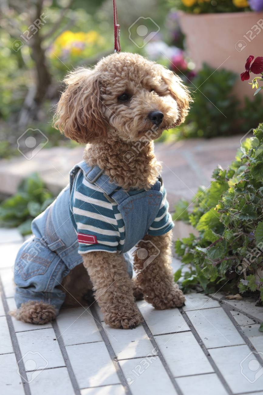 toy poodle clothes