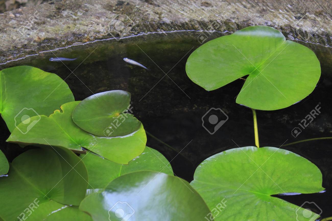 メダカと睡蓮の葉 の写真素材 画像素材 Image