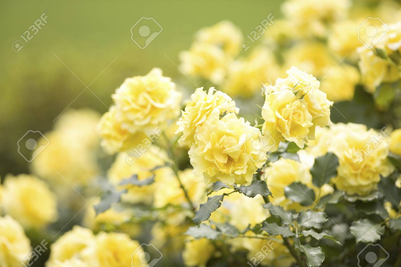 バラ黄色 Freulette の写真素材 画像素材 Image