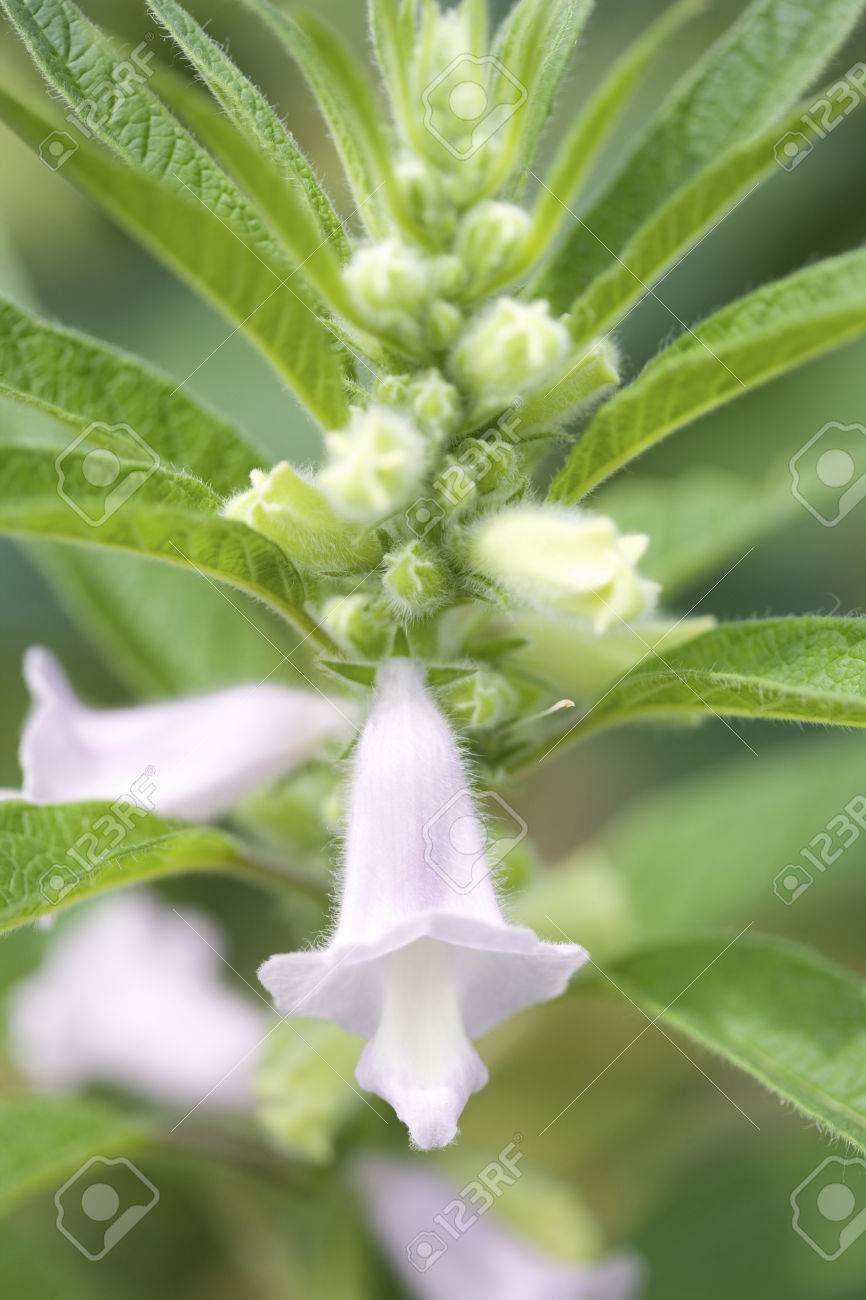 Flor De Sesamo Fotos Retratos Imagenes Y Fotografia De Archivo Libres De Derecho Image