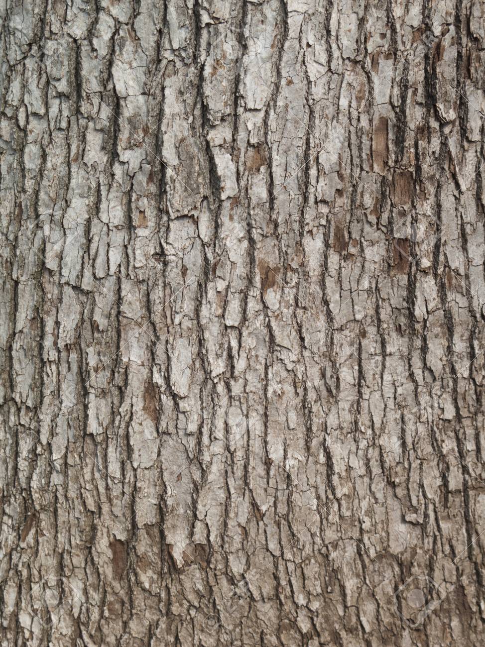 木の幹 の写真素材 画像素材 Image