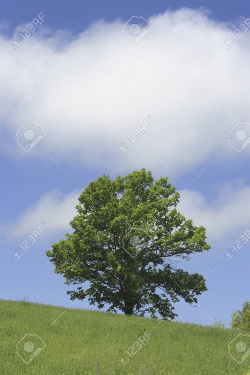 하나의 나무 로열티 무료 사진, 그림, 이미지 그리고 스톡포토그래피. Image 39591249 하나의 나무