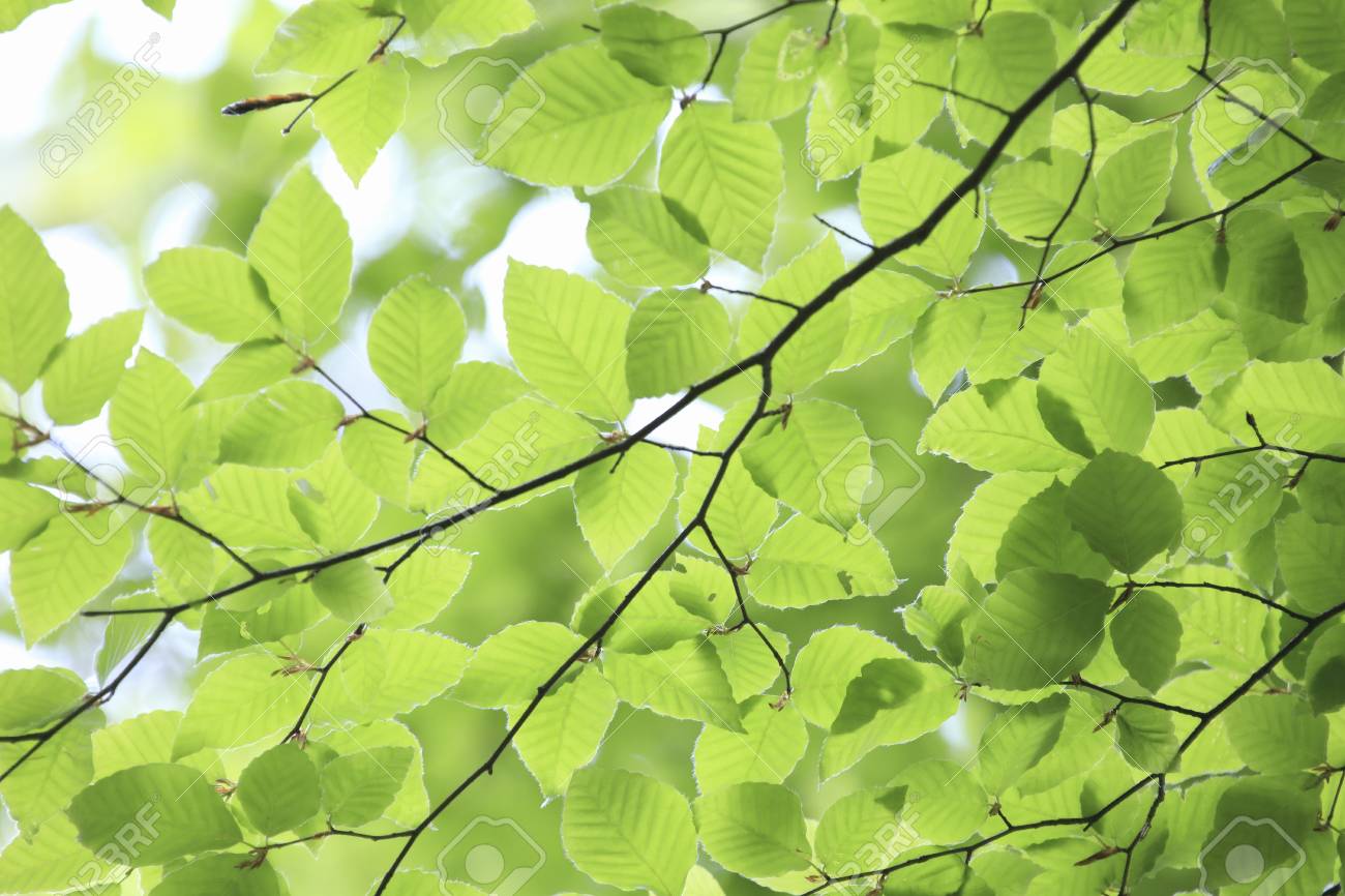 ブナの葉 の写真素材 画像素材 Image