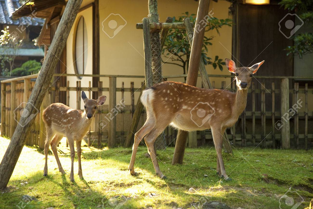 愛情あふれる 親子 鹿