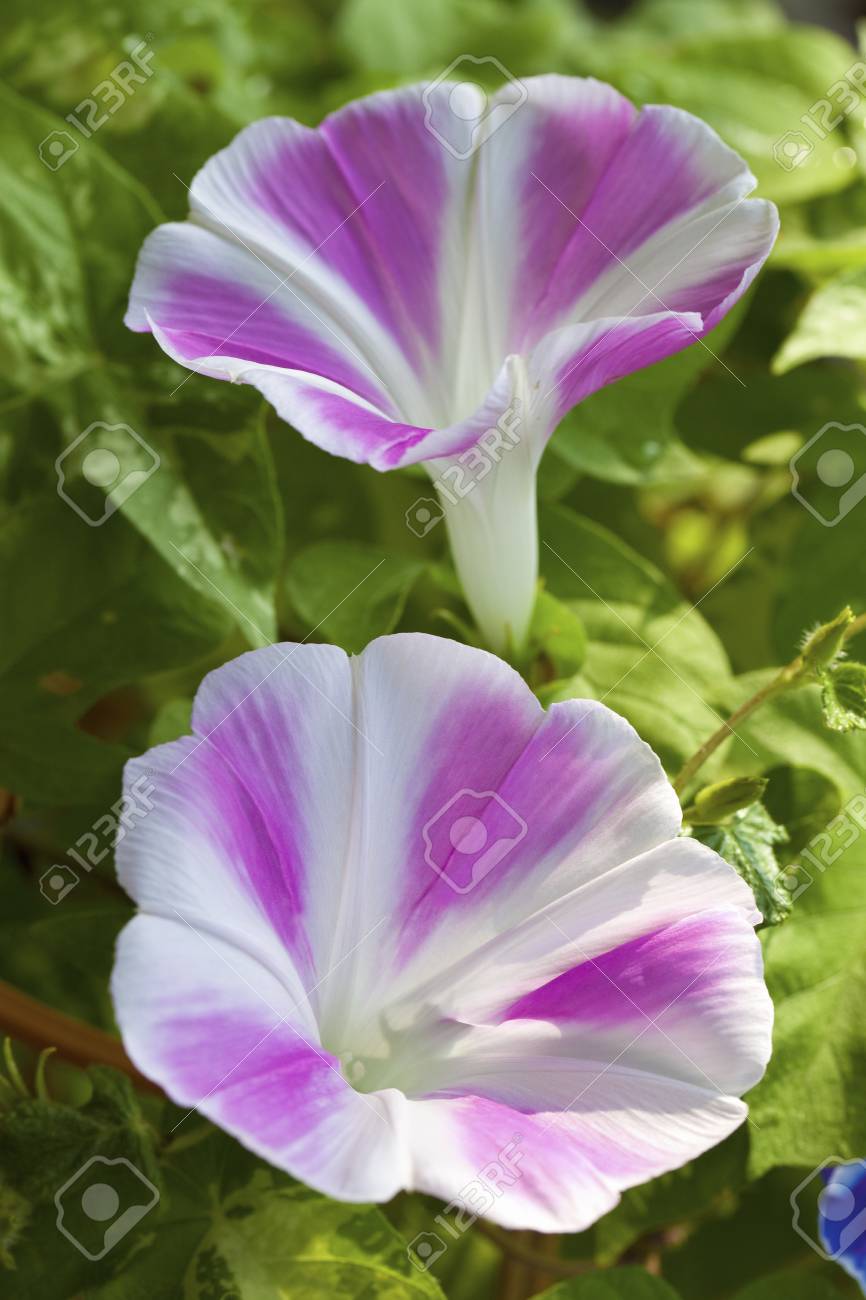 ピンクの朝顔 の写真素材 画像素材 Image