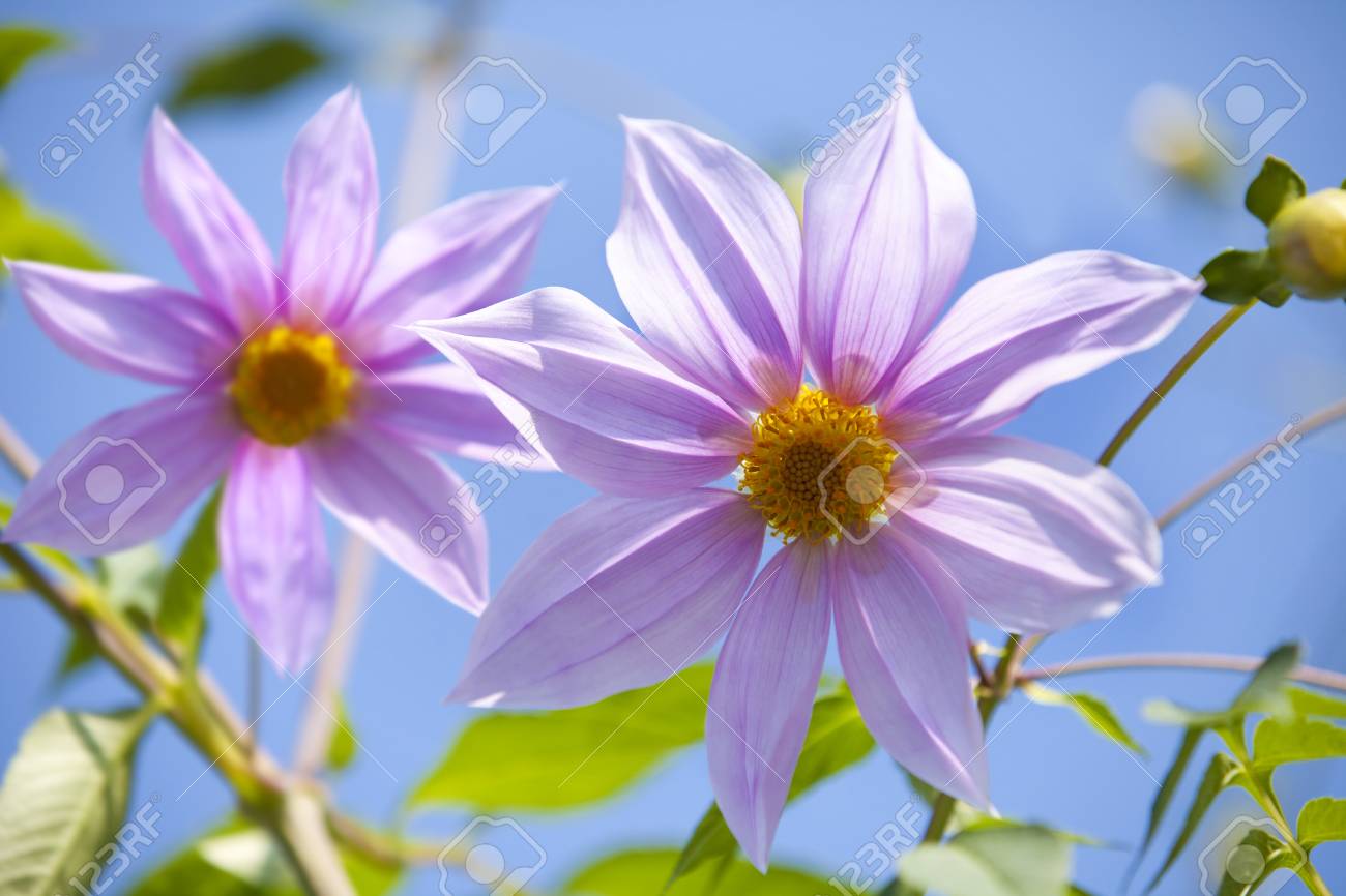 皇帝ダリア の写真素材 画像素材 Image