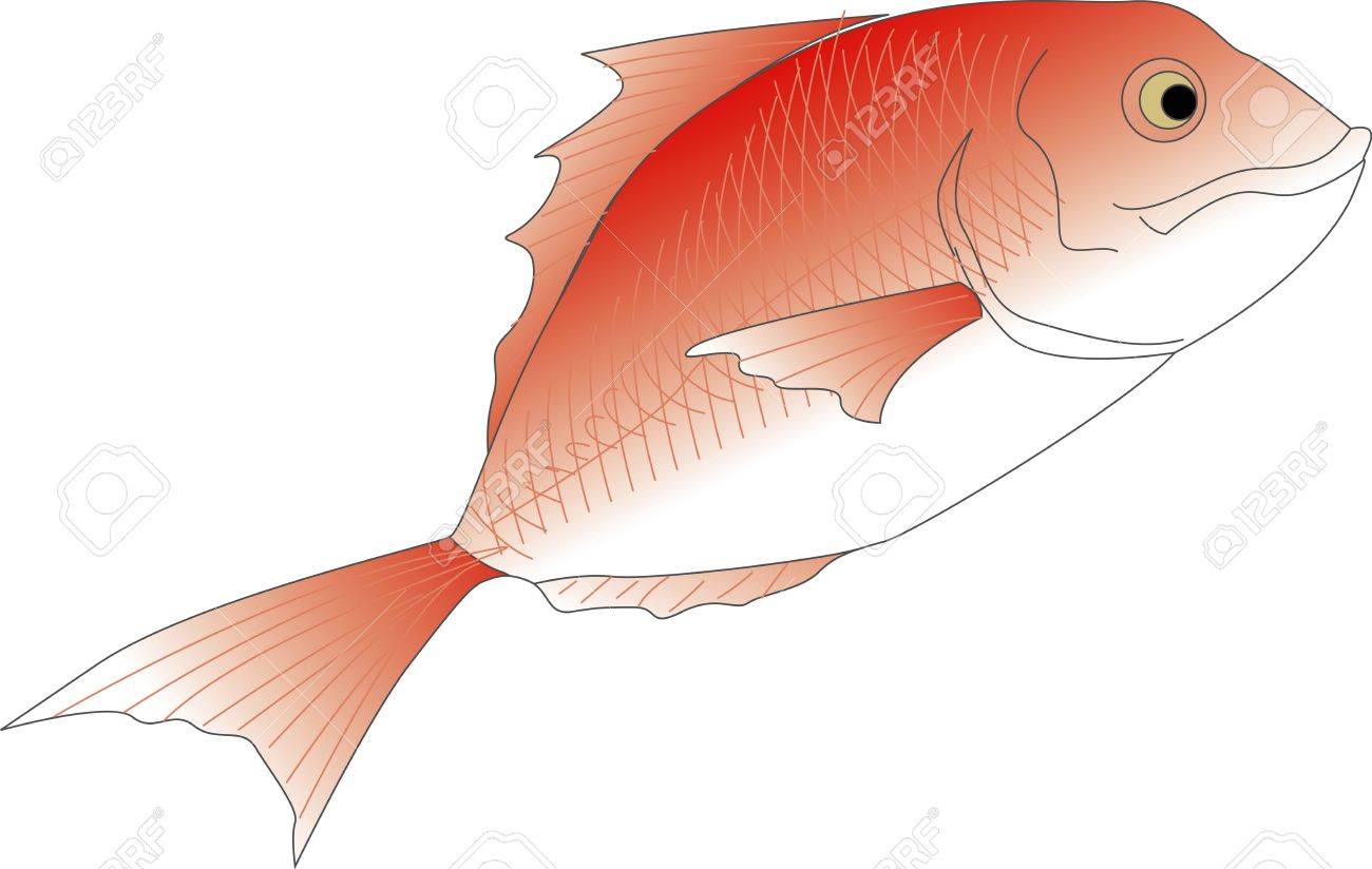 鯛 の写真素材 画像素材 Image