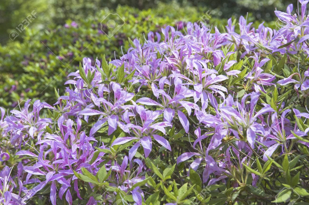 ツツジの庭 花くるま の写真素材 画像素材 Image ツツジの庭 花くるま の写真素材 画像素材 Image