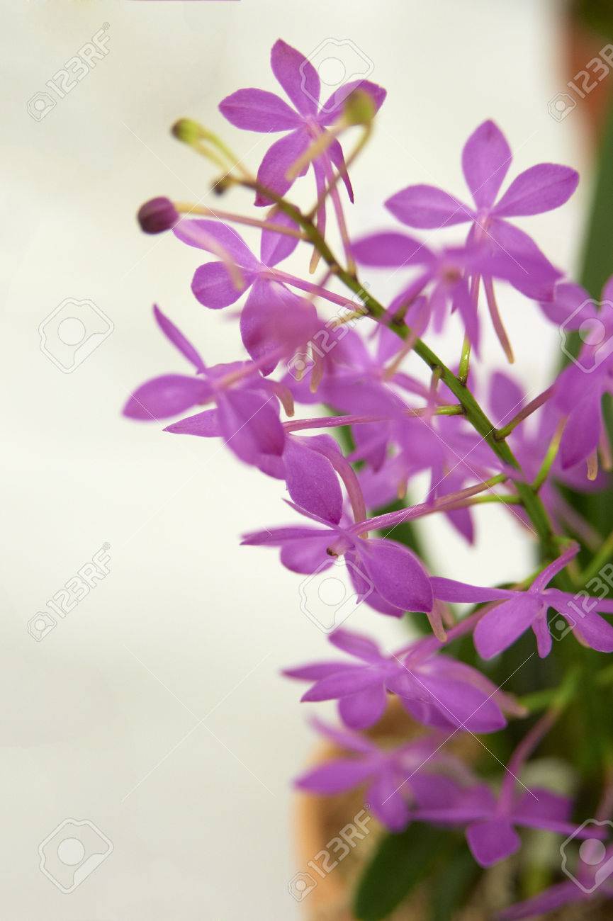 かわいいピンク小花蘭 の写真素材 画像素材 Image