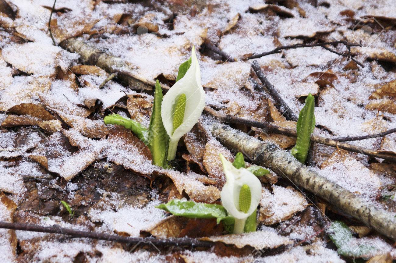 水芭蕉と雪 の写真素材 画像素材 Image