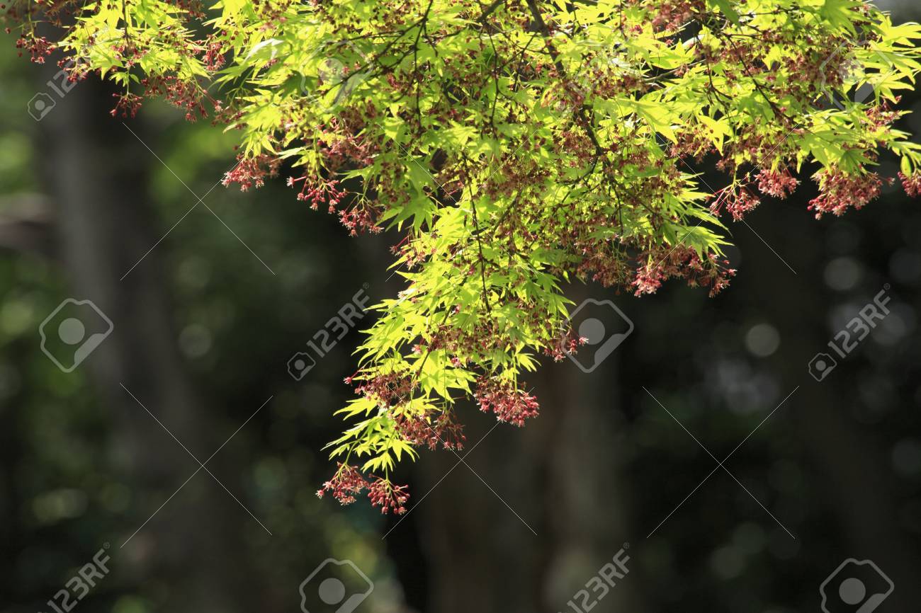 エイサーのイロハモミジの花 の写真素材 画像素材 Image
