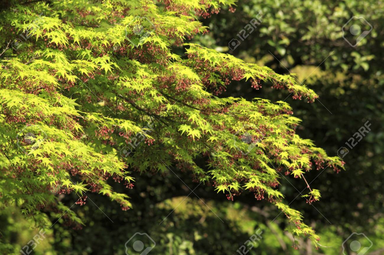 エイサーのイロハモミジの花 の写真素材 画像素材 Image