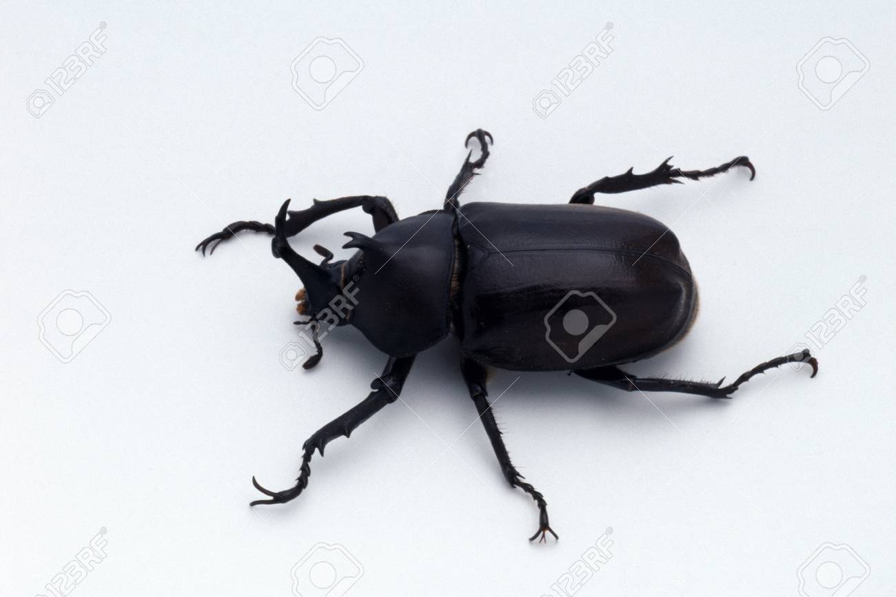 カブトムシのオス の写真素材 画像素材 Image