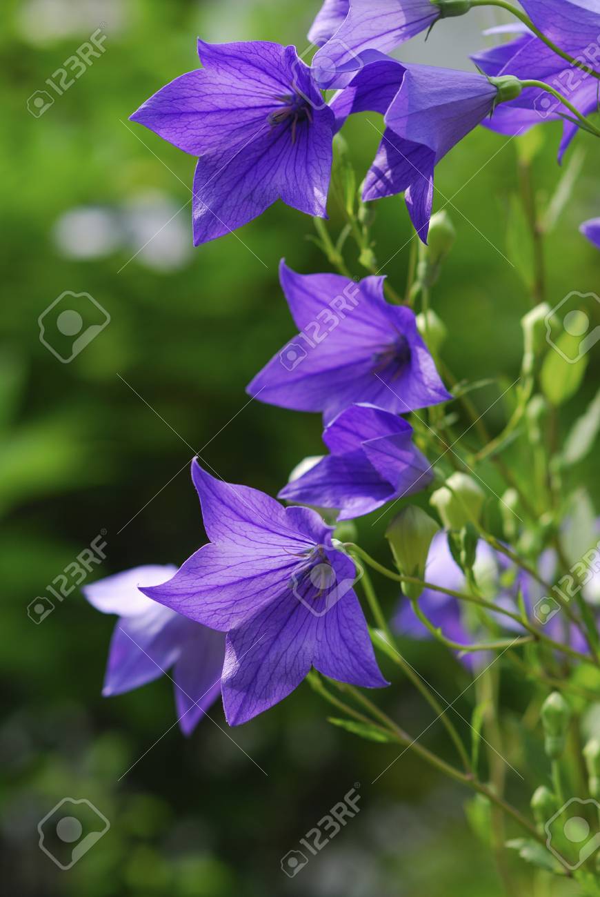 桔梗 の写真素材 画像素材 Image