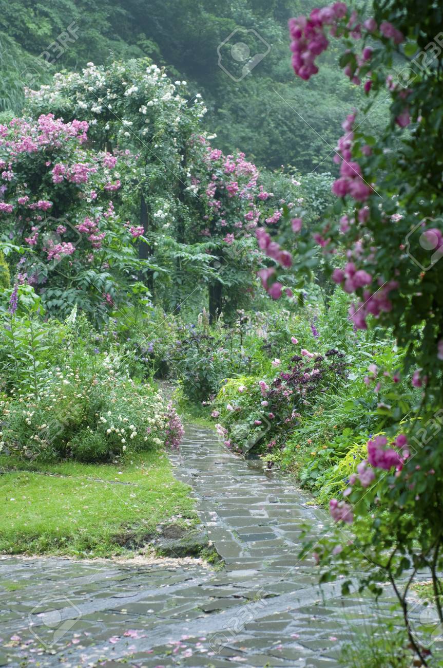 雨のバラ園 の写真素材 画像素材 Image