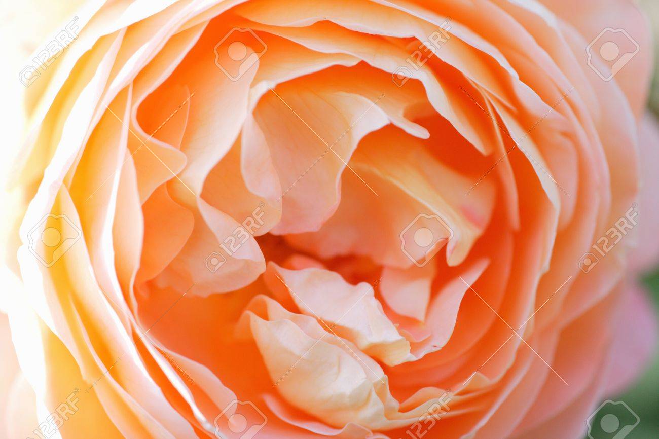 apricot color roses stock photo picture and royalty free image