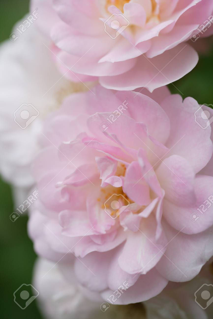 グランド カバーのバラ の写真素材 画像素材 Image