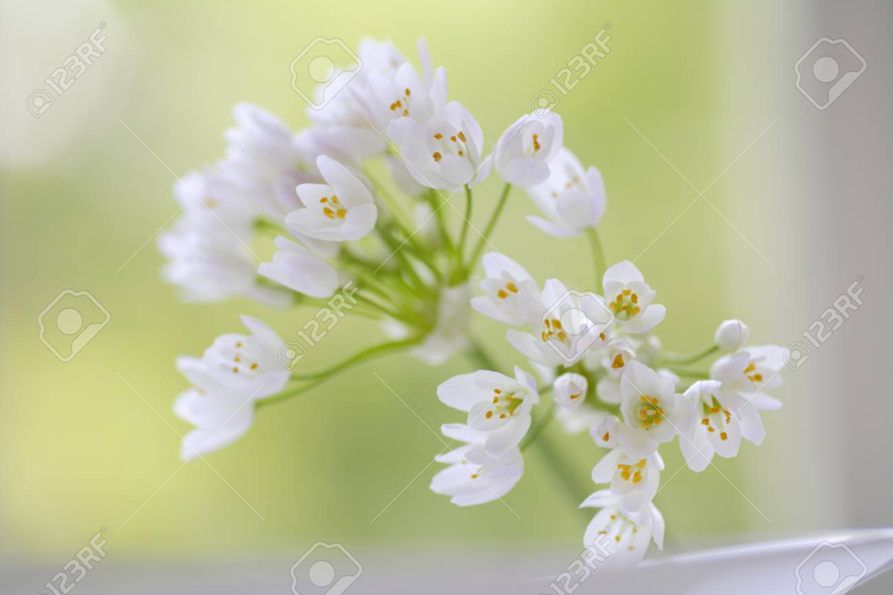 小さな白い花の花束のミョウバン の写真素材 画像素材 Image