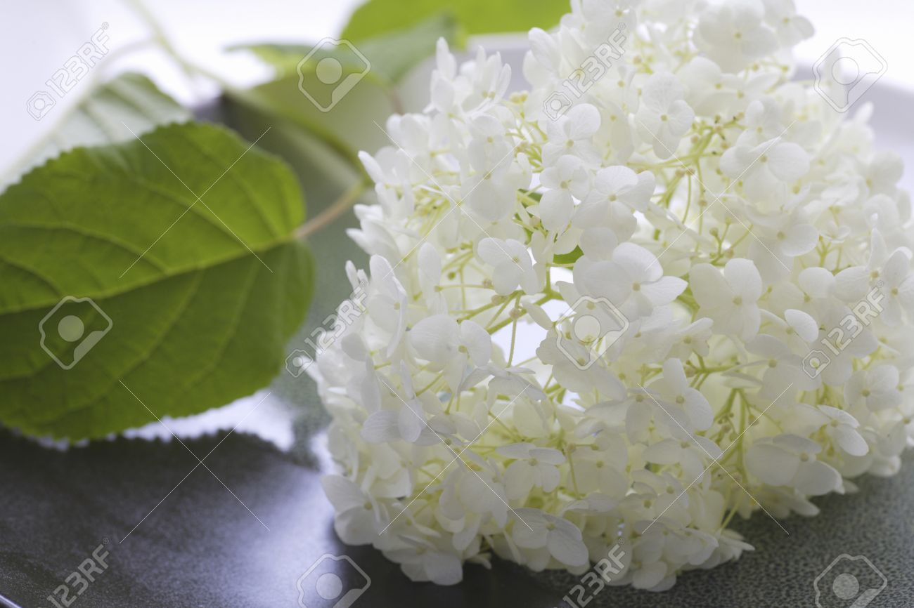 Close Up White Annabelle Flowers Stock Photo 43058346 Close Up White Annabelle Flowers Stock Photo 43058346
