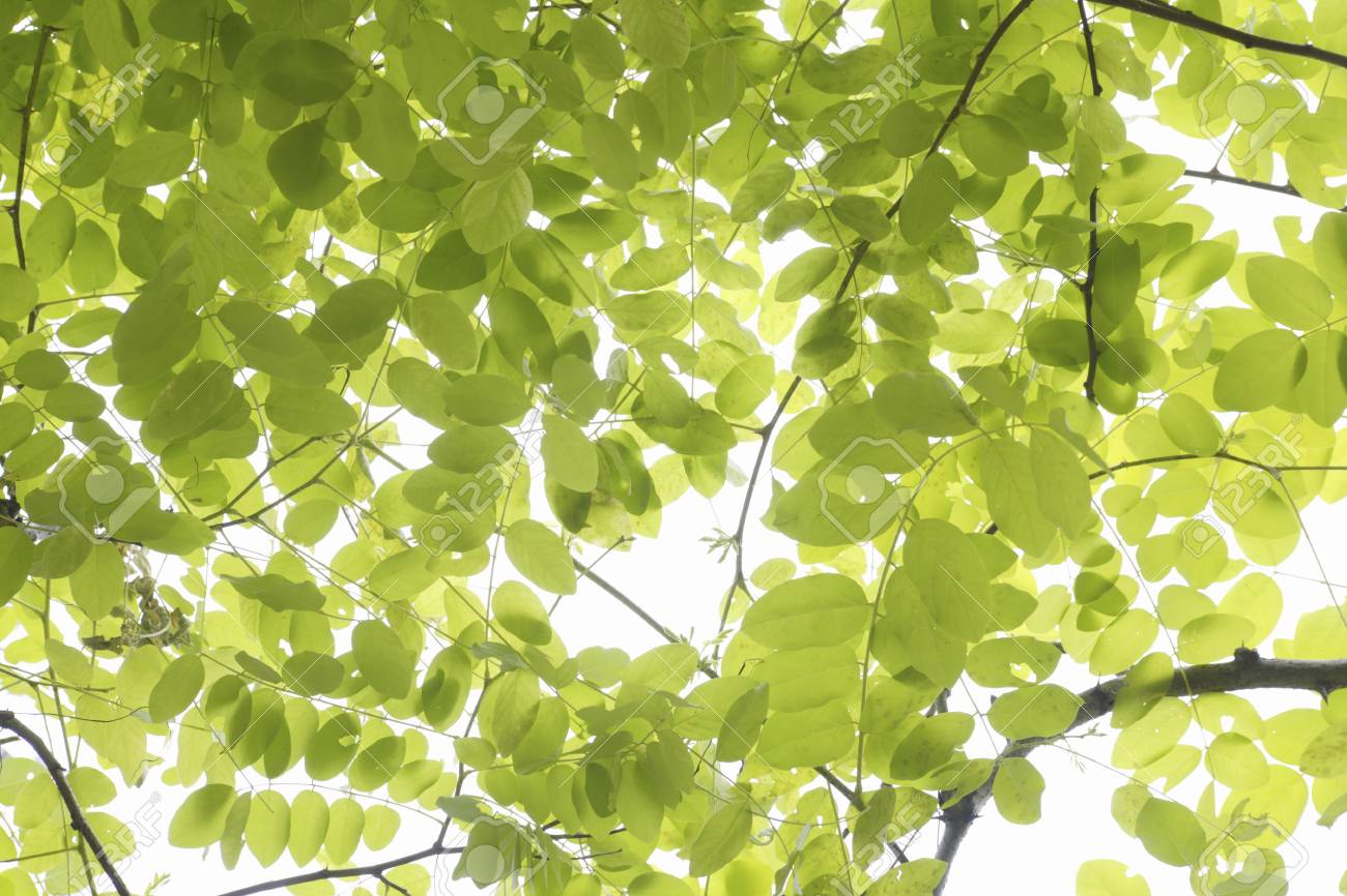 ニセの新緑 の写真素材 画像素材 Image